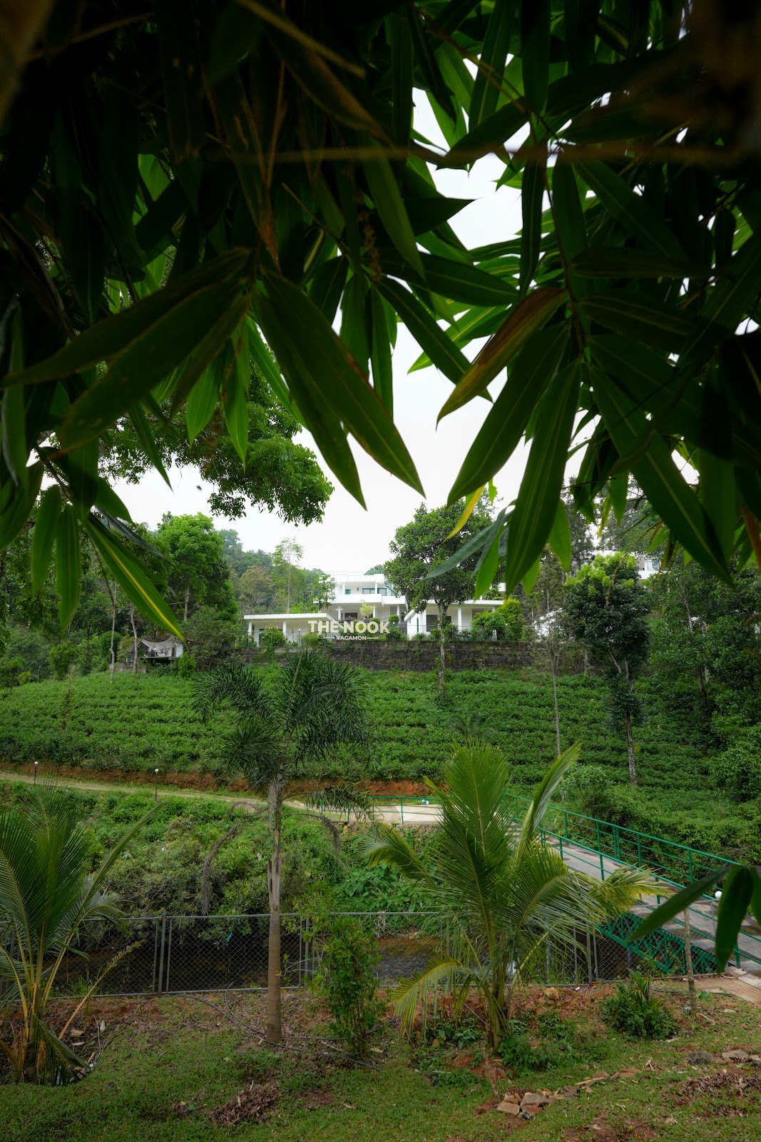 The tea garden at The Nook, framed by bamboo