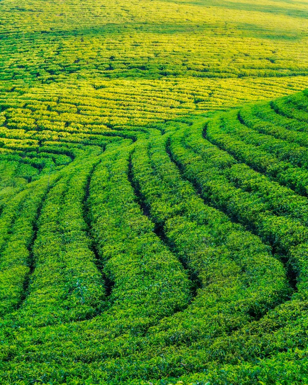 Curving rows of tea on a green Kerala hillside